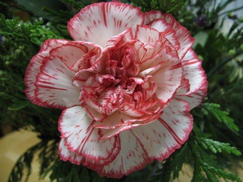 Striped Carnation Flowers