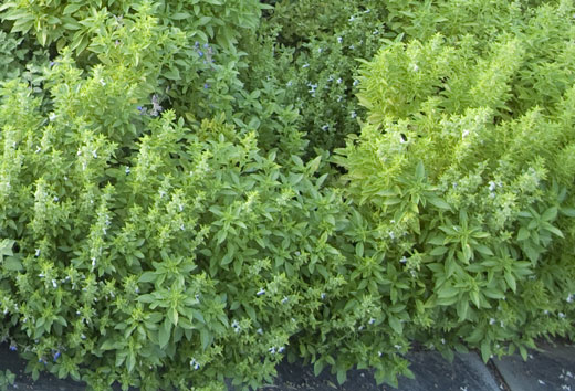 Thyme herb health Benefits