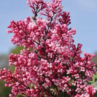 Top 10 Most Beautiful Lilac Flowers