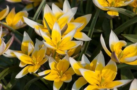 Tulip Flowers - Top 10 Most Beautiful Tulip Flowers