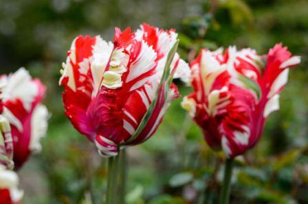 Top 10 Most Beautiful Tulip Flowers