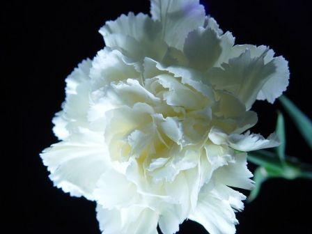 Most Beautiful Carnation Flowers In The World