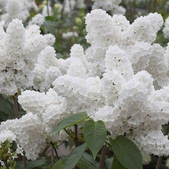 Top 10 Most Beautiful Lilac Flowers