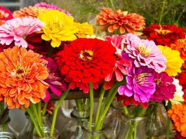 Zinnia Flowers Images