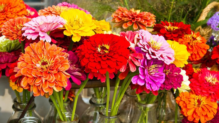 Zinnia Flowers Images