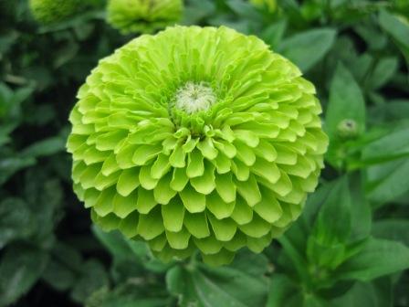 Zinnia elegans flowers, Zinnia flower