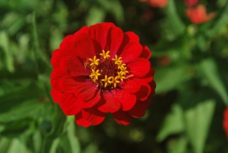 Zinnia Flower Pictures