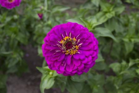 Zinnia Flower