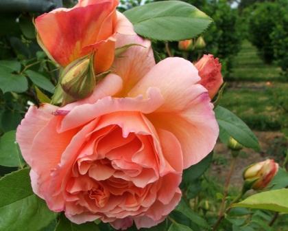 abraham darby Orange roses