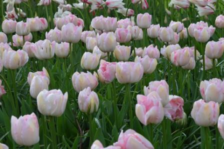 Top 10 Most Beautiful Tulip Flowers