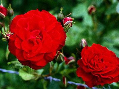 Most Beautiful Carnation Flowers In The World