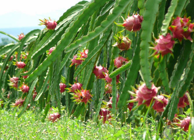 Health Benefits of Dragon Fruit