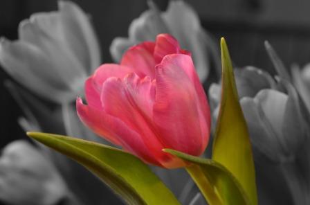 flower 143489 1920 1 - Top 10 Most Beautiful Tulip Flowers