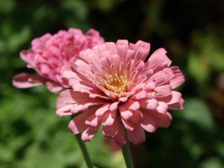  Zinnia flower images