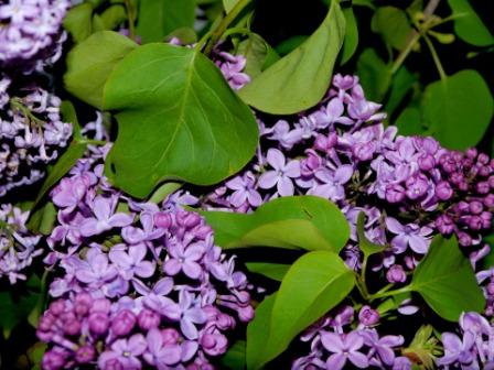 Top 10 Most Beautiful Lilac Flowers