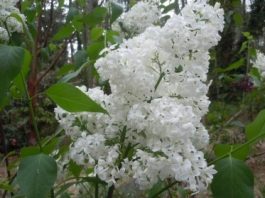 White Angel lilac flower