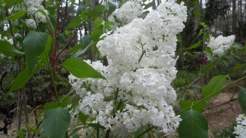 White Angel lilac flower