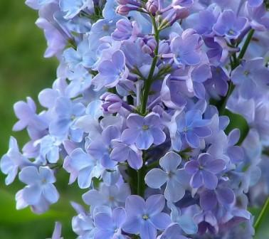 lilac flowers