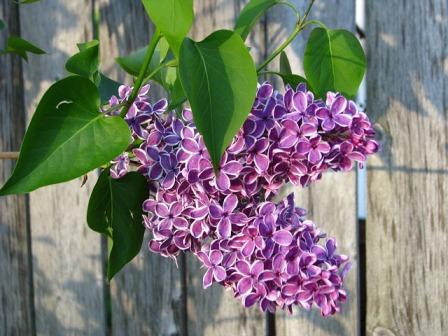 Top 10 Most Beautiful Lilac Flowers