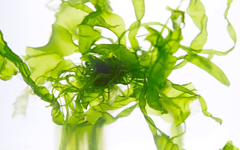 seaweed - Amazing Health Benefits of Seaweed
