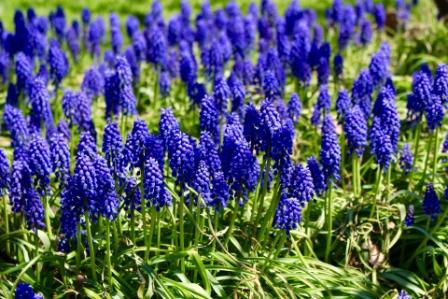 Top 10 Most Beautiful Lilac Flowers