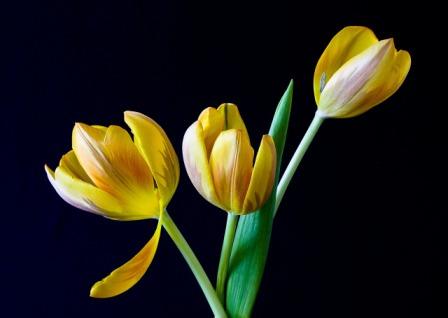 Top 10 Most Beautiful Tulip Flowers