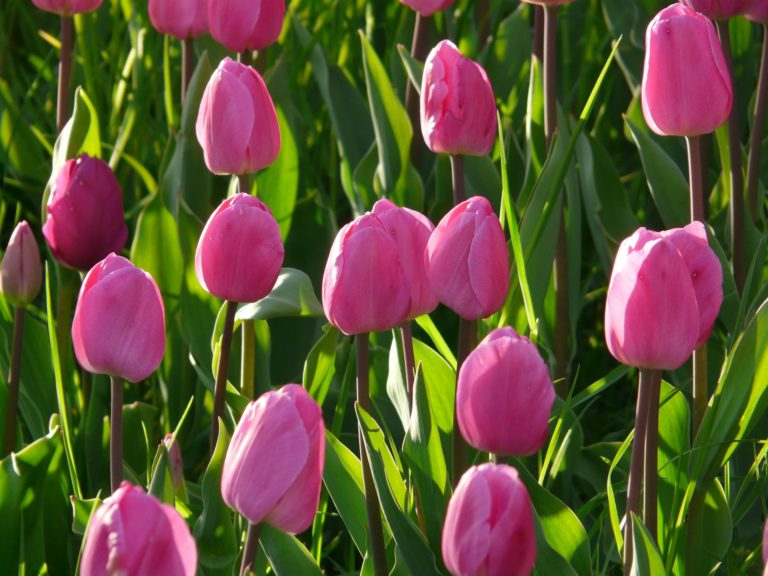 Tulip flowers