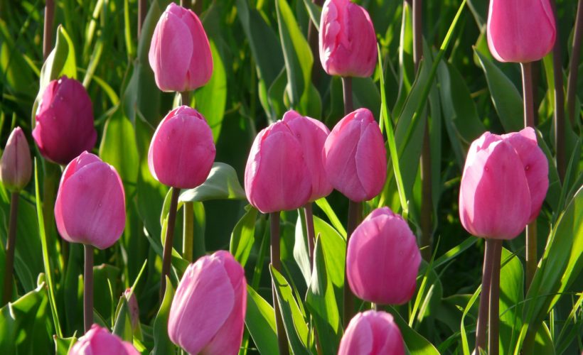 Tulip flowers