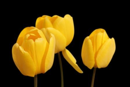 Top 10 Most Beautiful Tulip Flowers