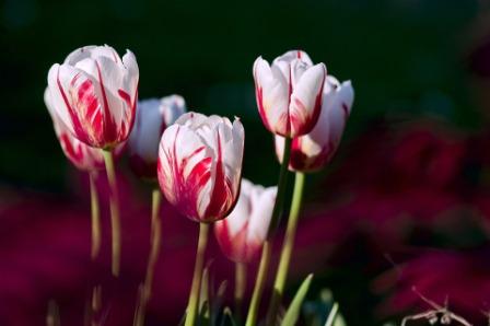 tulip flowers