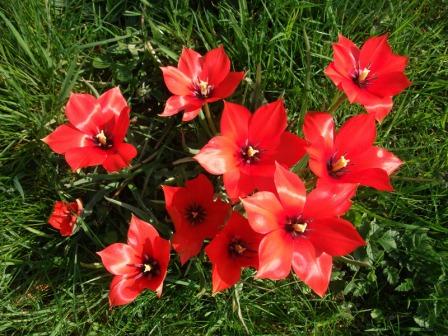 tulips flower - Top 10 Most Beautiful Tulip Flowers
