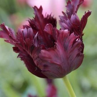 tulips - Top 10 Most Beautiful Tulip Flowers