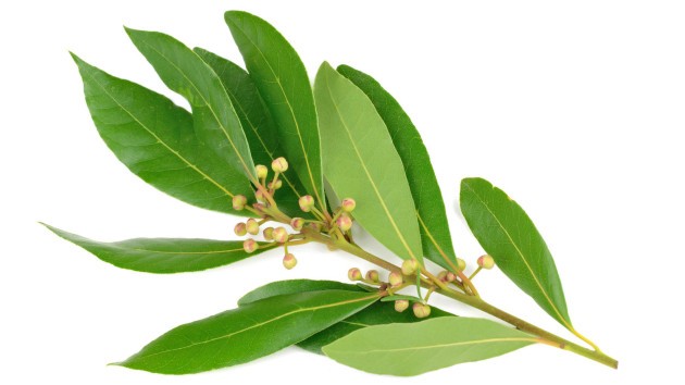 Top Five Reasons To Include Bay Leaf To Your Diet