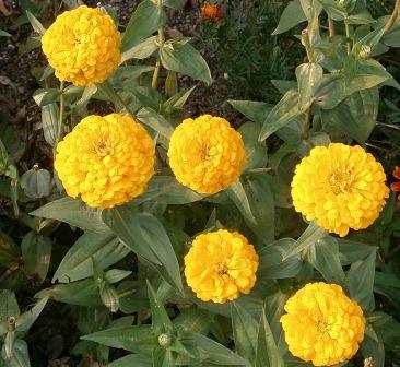 zinnia flower pics