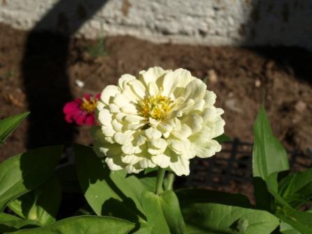 Zinnia Flower