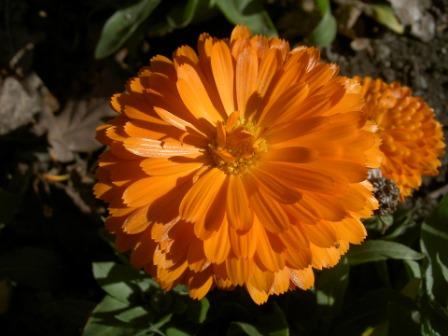 Zinnia Flower, Zinnia Flowers