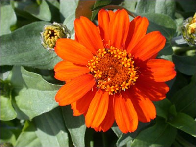 Zinnia flower