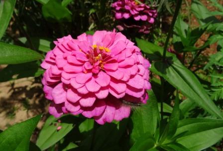 Zinnia flowers, Zinnia flower images