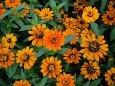 Zinnia flower