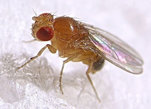 5 Natural ways to Get Rid of Fruit Flies