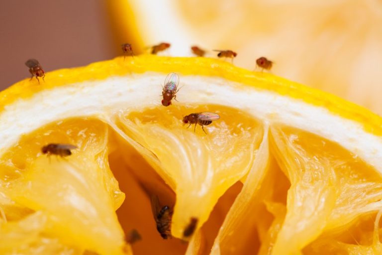 5 Natural ways to Get Rid of Fruit Flies