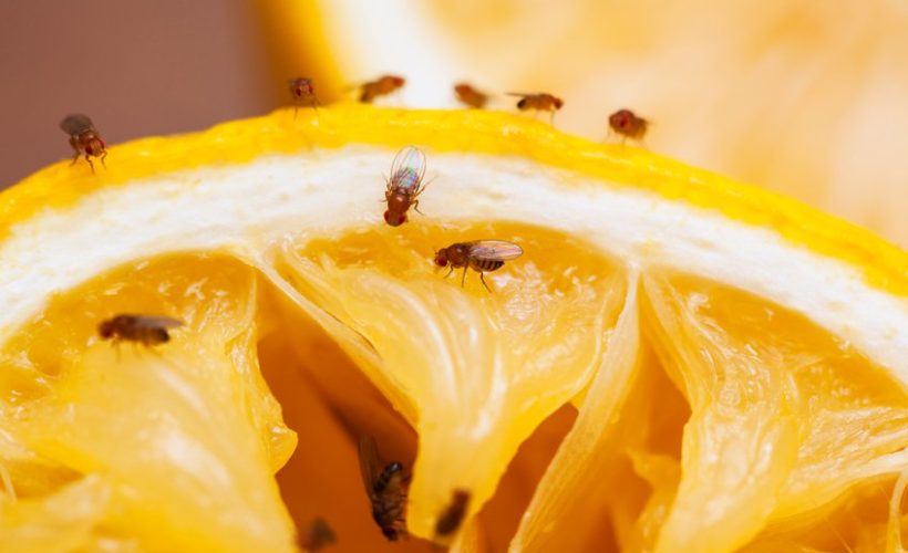 5 Natural ways to Get Rid of Fruit Flies