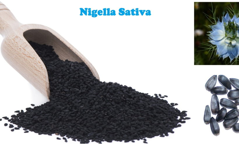 Health Benefits and Uses of Nigella Sativa Health Benefits and Uses of Nigella Sativa