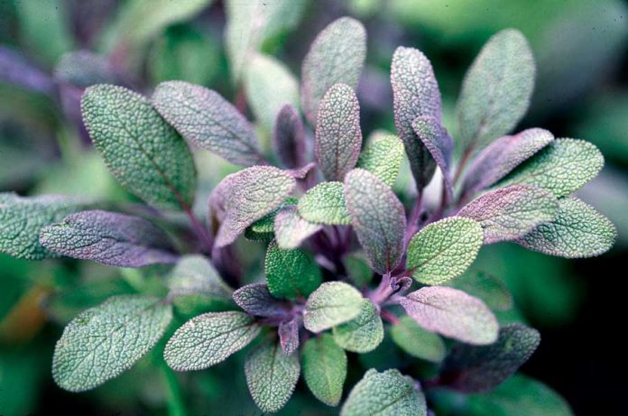 Amazing Health Benefits of Sage