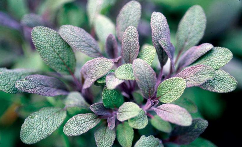 Amazing Health Benefits of Sage