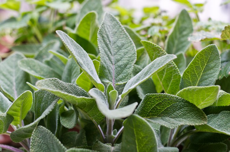 Amazing Health Benefits of Sage