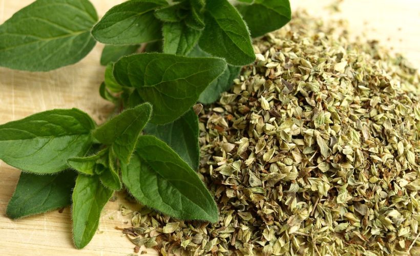 Health Benefits of Oregano
