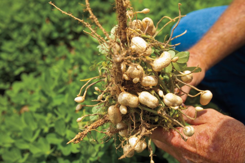 Amazing health benefits of peanuts Yabibo