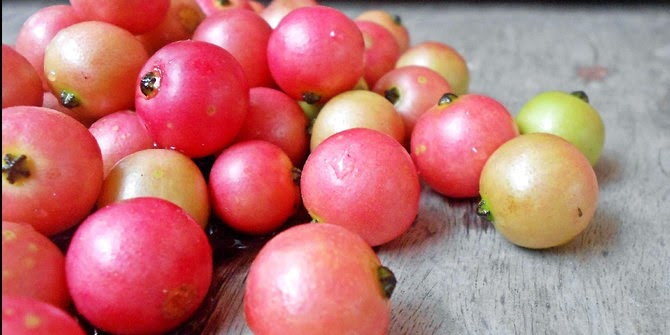 ck buah talok - Best Health Benefits of Kerson Fruit