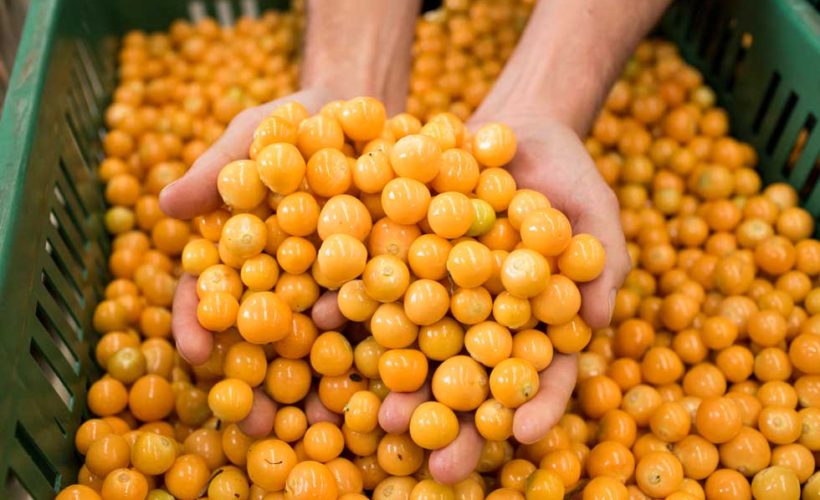 Inca berries health benefits